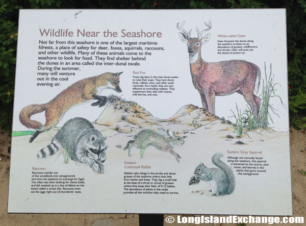 Wildlife Near the Seashore