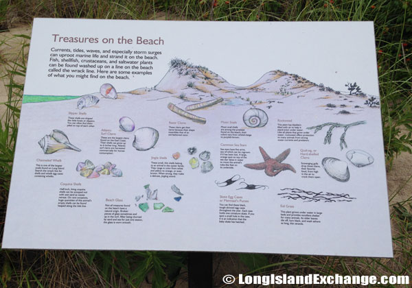 Treasures on the Beach