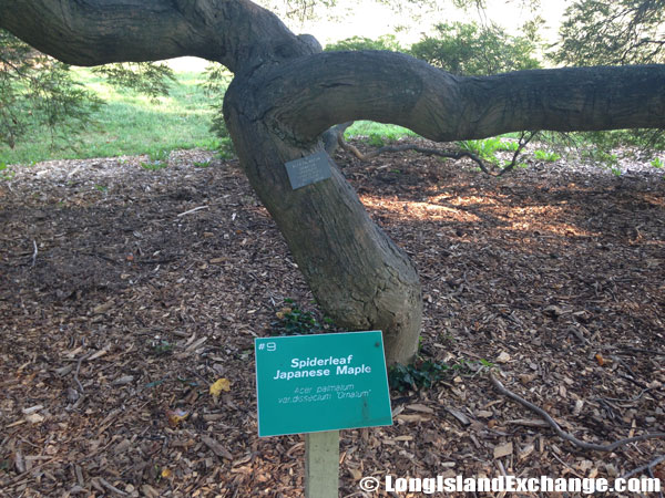 Spiderleaf Japanese Maple