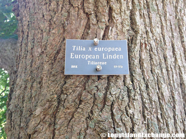 European Linden Tree