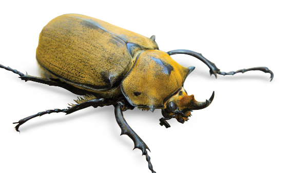 Elephant Beetle