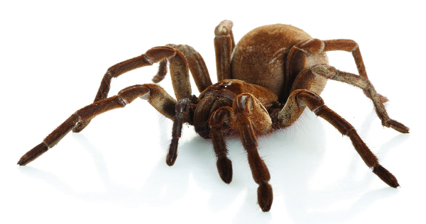 Goliath Birdeater no clip