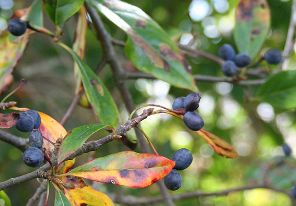 Black Gum fruit