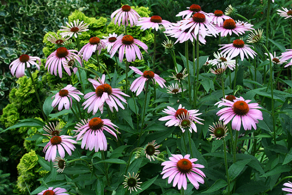 Echinacea