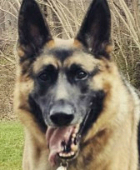 Jive, Fair Media Council Mascot & Secretary of Defense. Photo Credit: FMC.